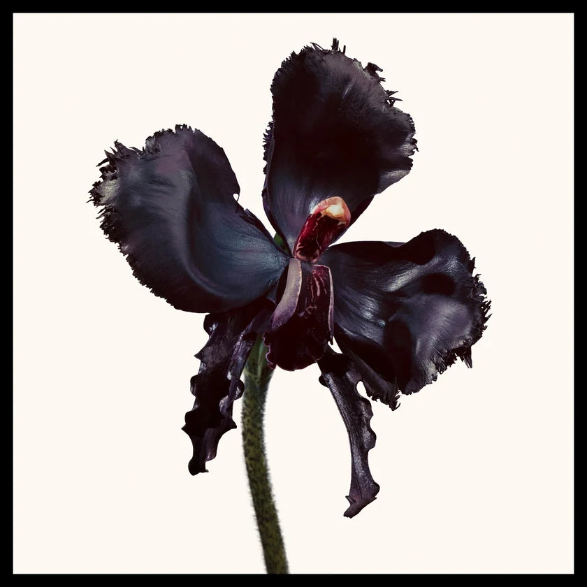 Black Orchid Reserve 100ml
